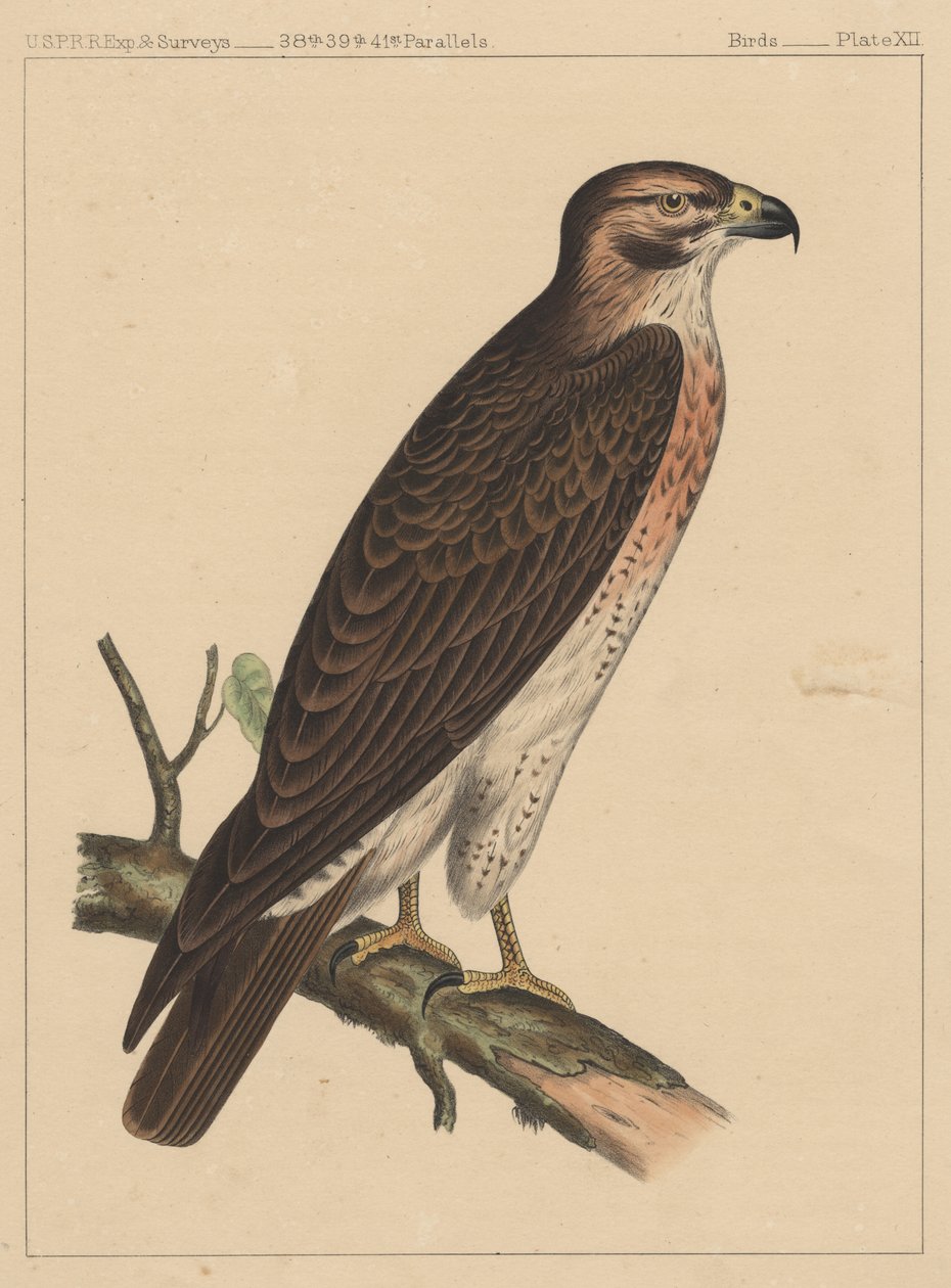 Kuşlar, Levha XII, 1855 by American School