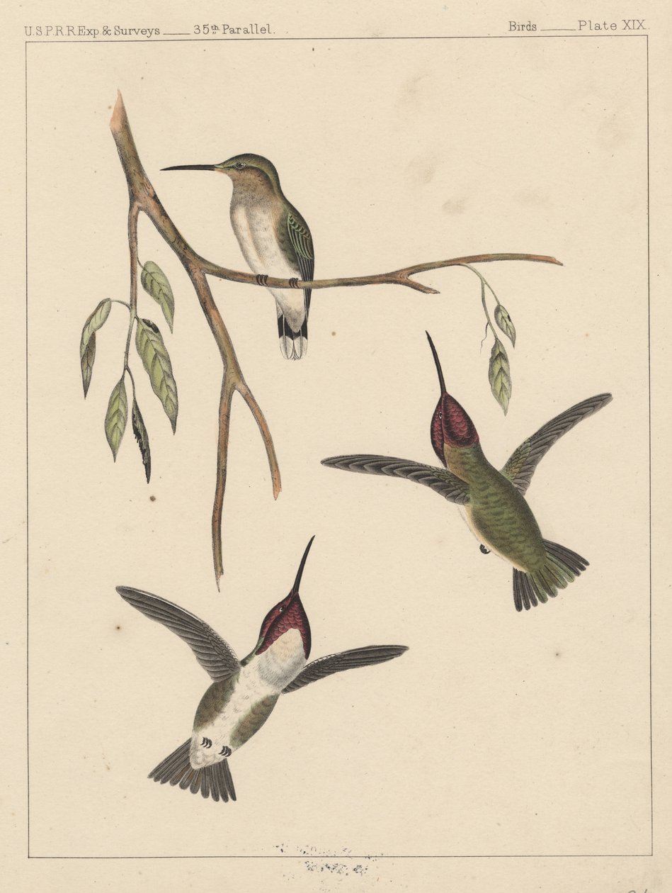 Kuşlar, Levha XIX, 1855 by American School