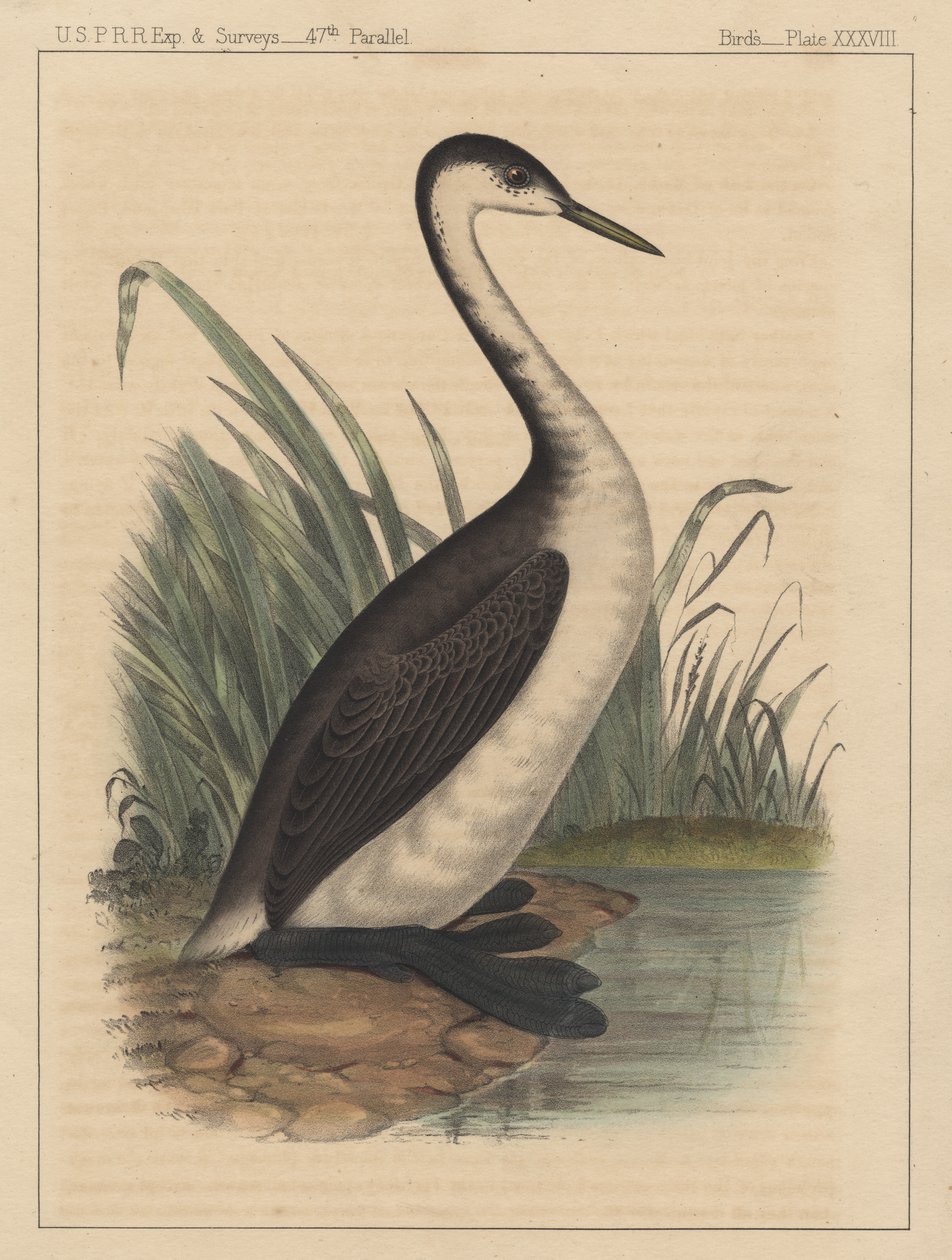 Kuşlar, Plaka XXXVIII, 1855 by American School