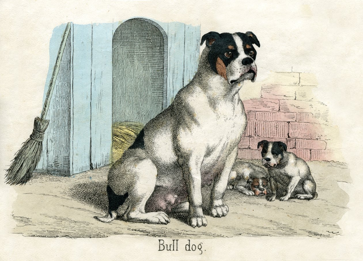 Hayvanların Doğal Tarihinden Bulldog by American School
