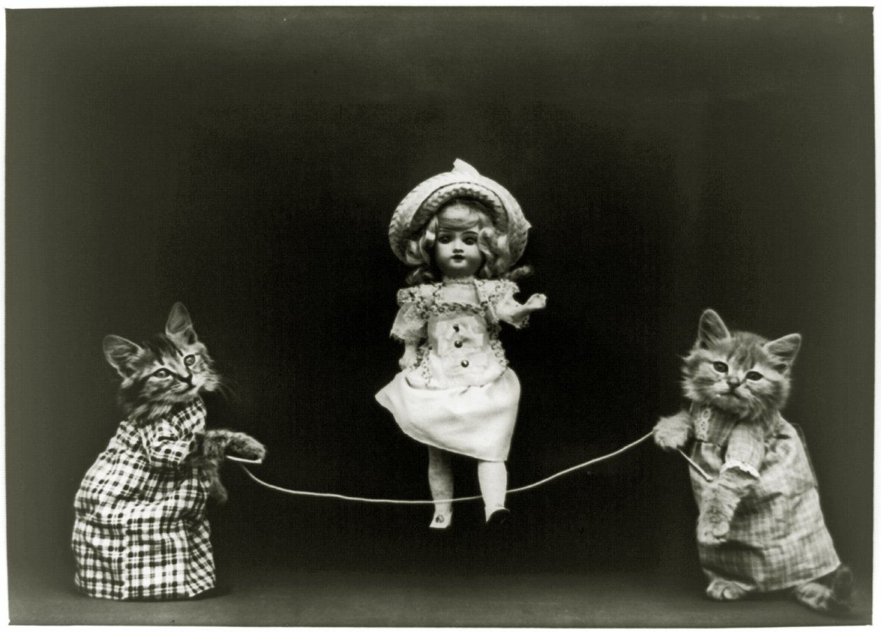 Kedi merakı, 1891 by American School