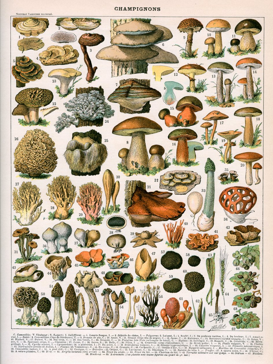  by American School