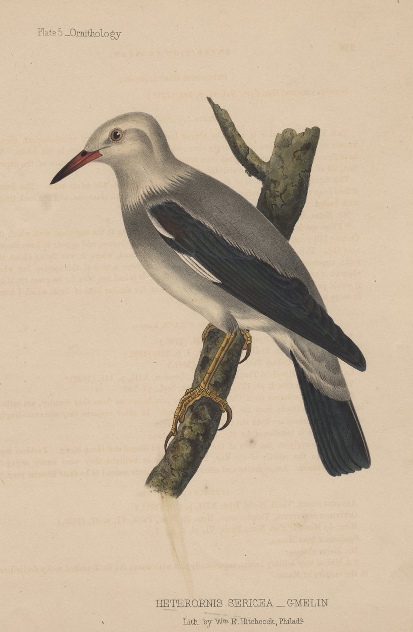 Heterornis Sericea (Gmelin), 1855 by American School