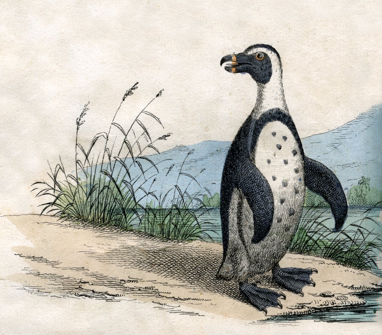 Hayvanların Doğal Tarihinden Macellan Pengueni by American School