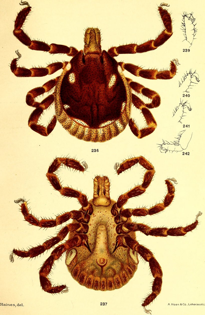 Erkek Amblyomma Americanum, D. E. Salmon ve Charles Wardell tarafından "Birleşik Devletler