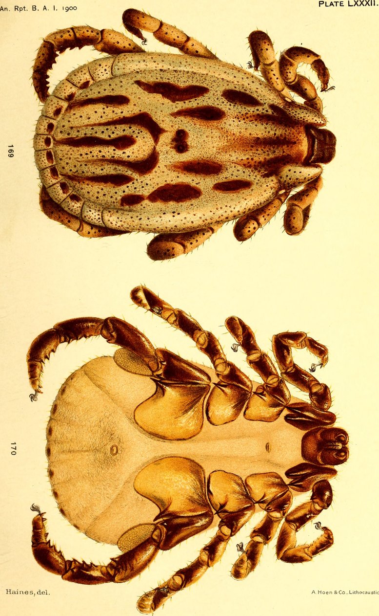 Erkek Dermacentor reticulatus, "Amerika Birleşik Devletleri
