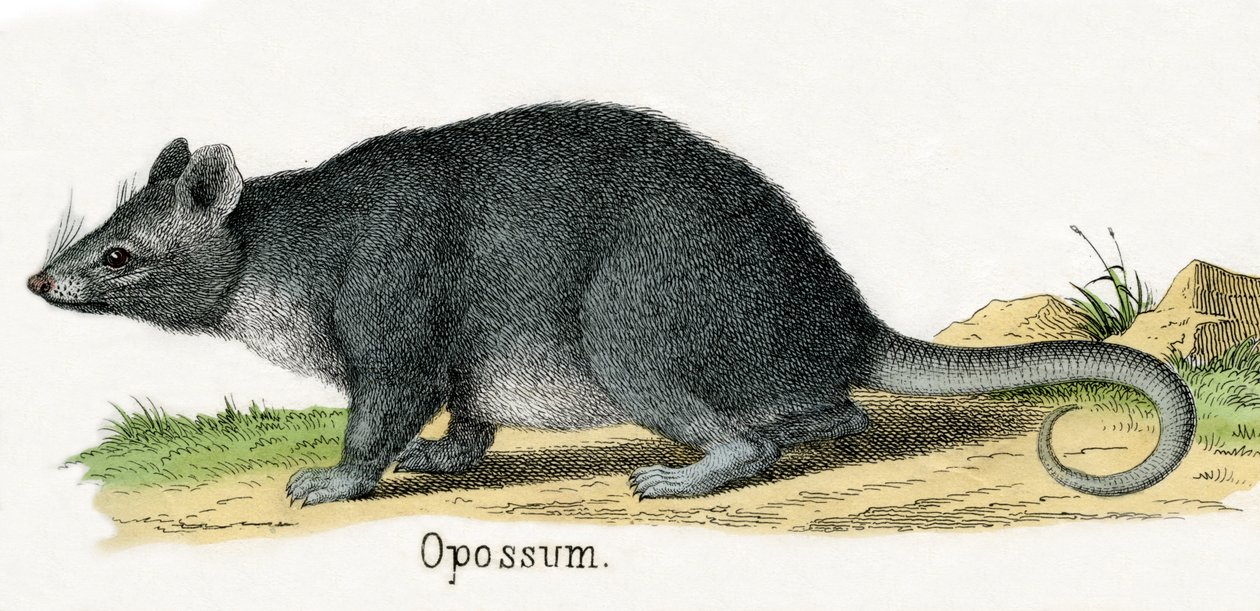 Hayvanların Doğal Tarihinden Opossum by American School
