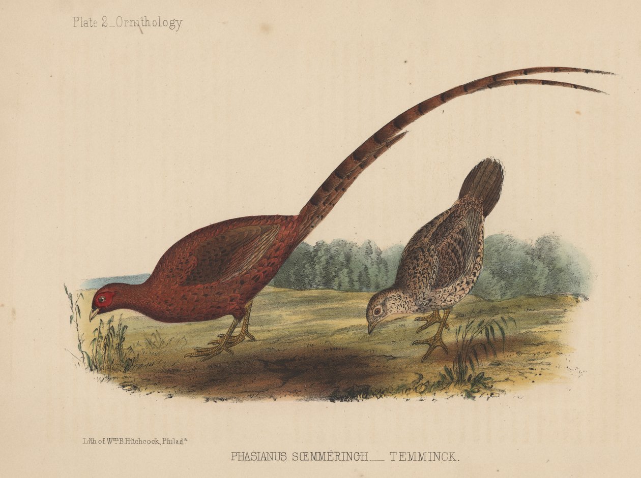 Phasianus Soemmeringh (Temminck) by American School