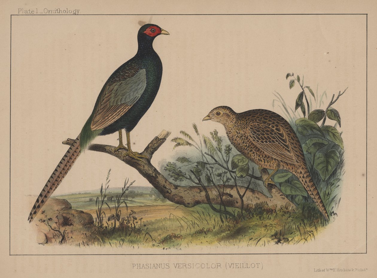  by American School