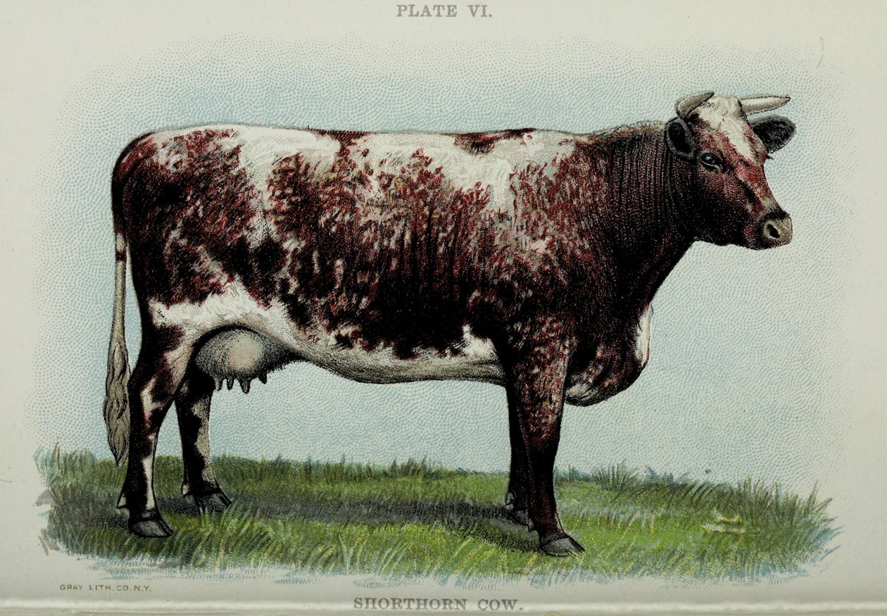 Kısa boynuzlu inek, Jacob Biggle tarafından yazılan "Biggle Cow Book"tan, 1898 by American School