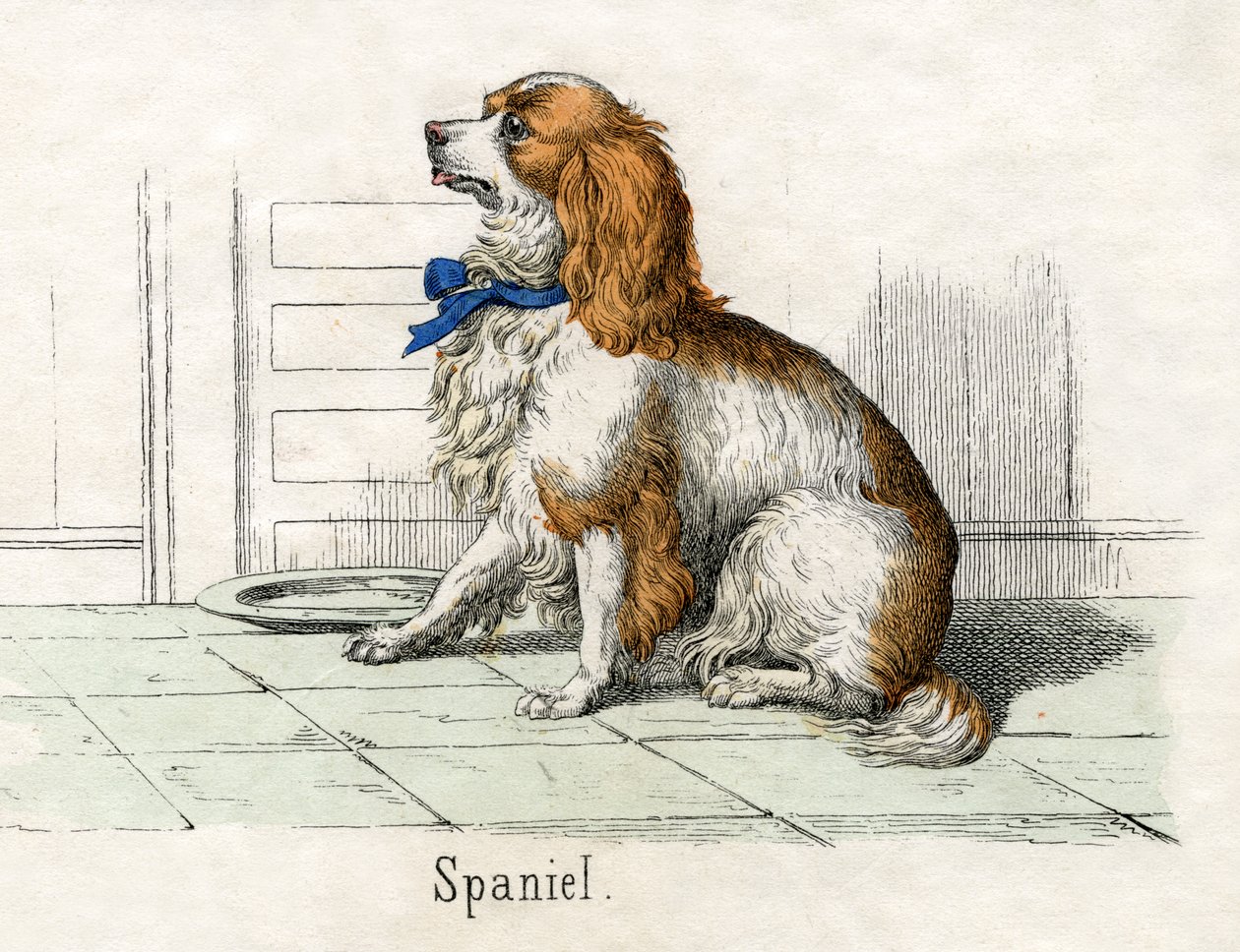 Hayvanların Doğal Tarihinden Spaniel by American School