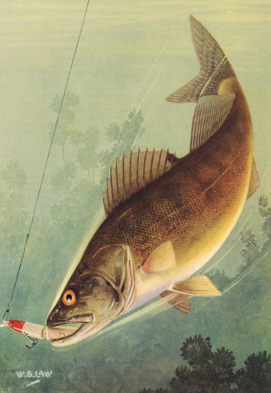 Sportif Balıkçılık: Walleye Bir Cazibeye Çarpıyor by American School