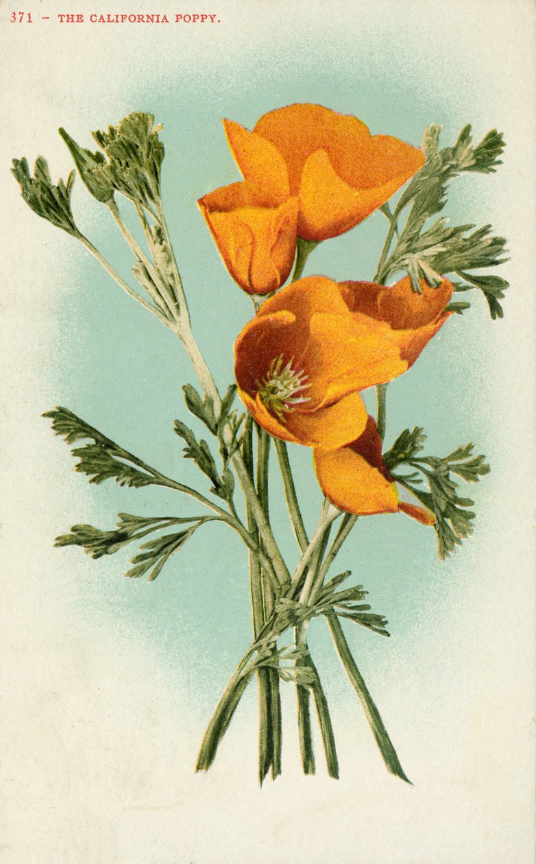  by American School