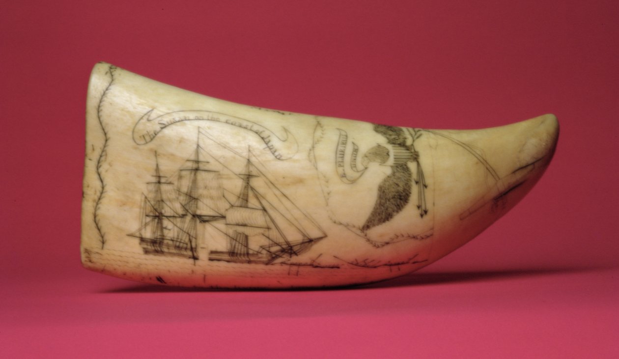 Japonya Scrimshaw kıyısındaki Susan (diş) by American School
