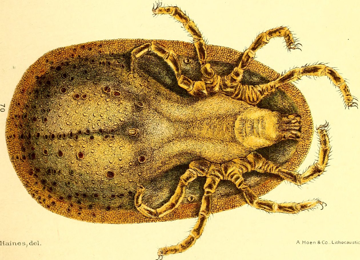 Argus Miniatus