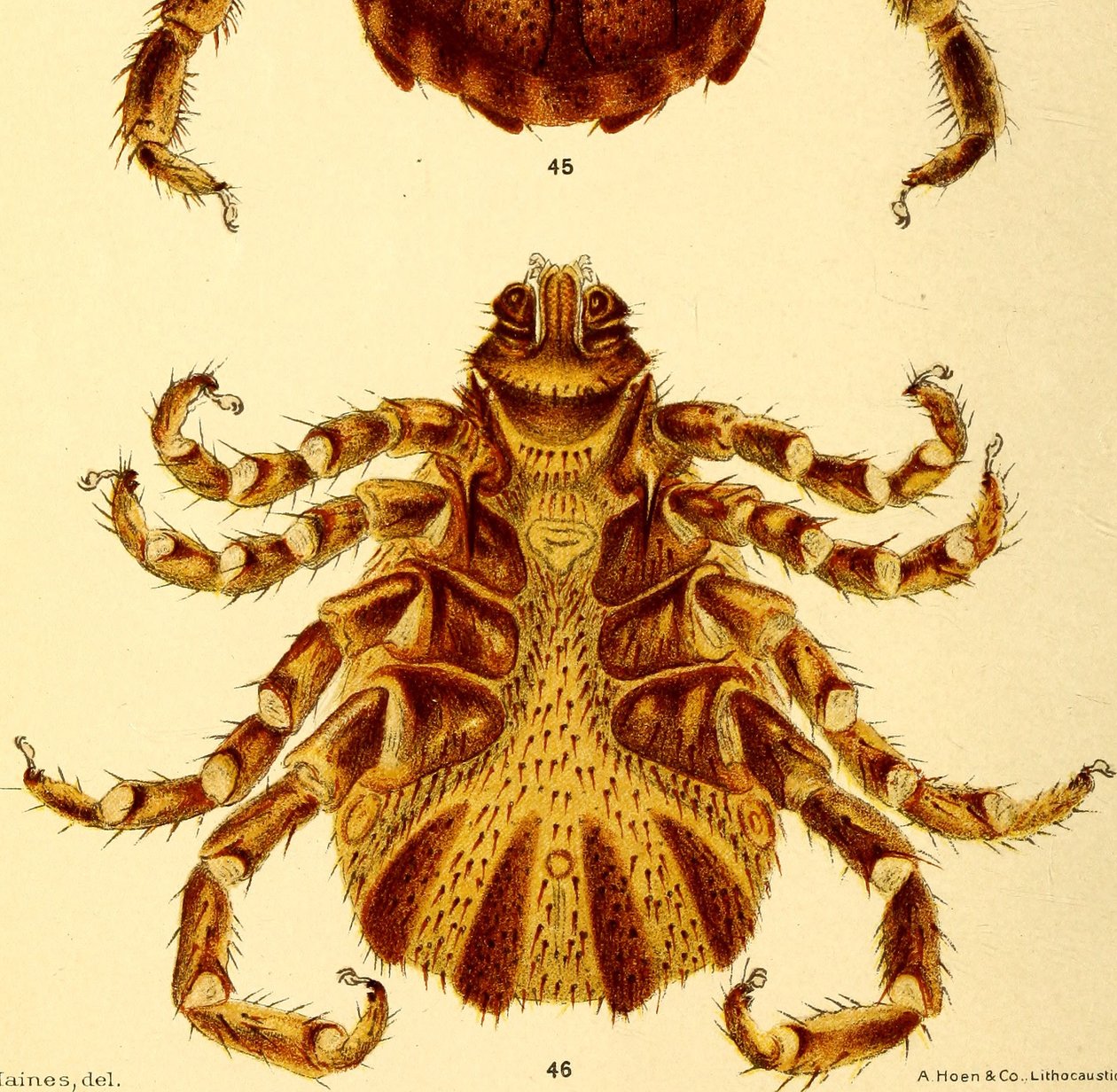 Erkek Boophilus Annulatus