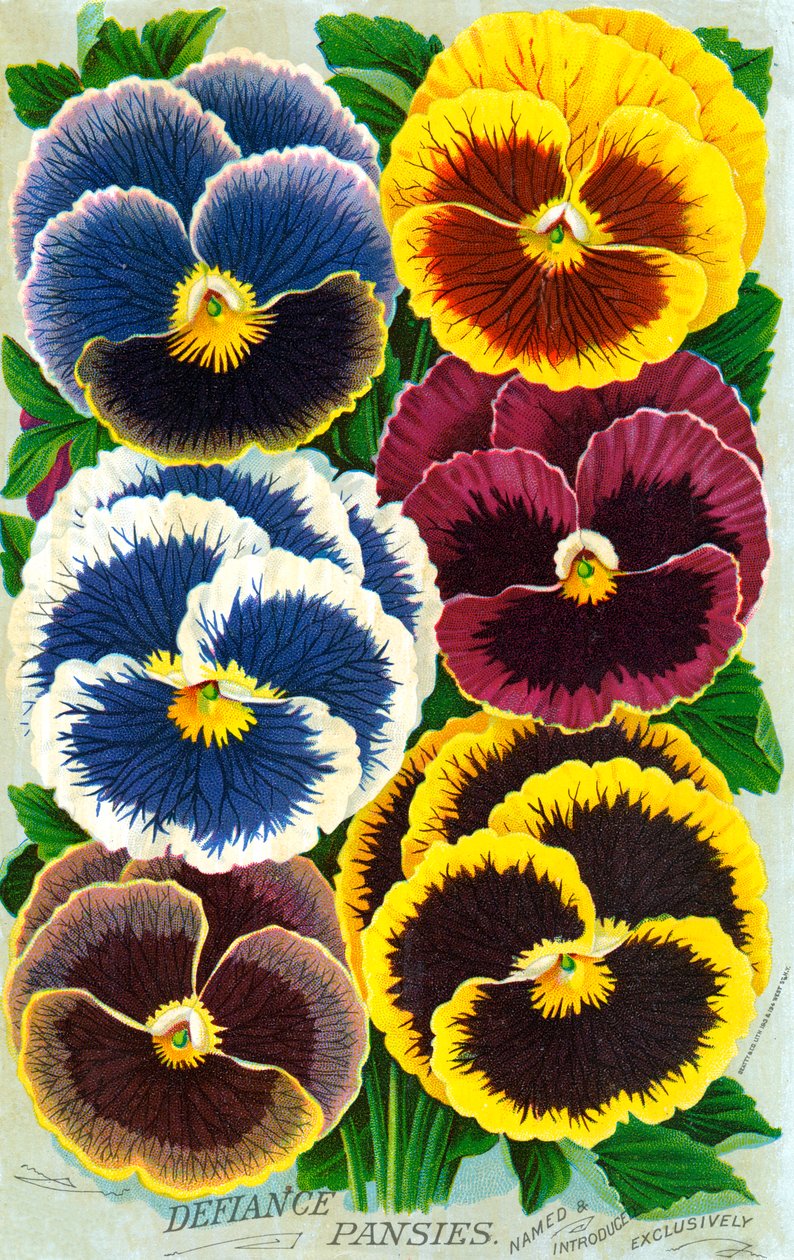  by American School