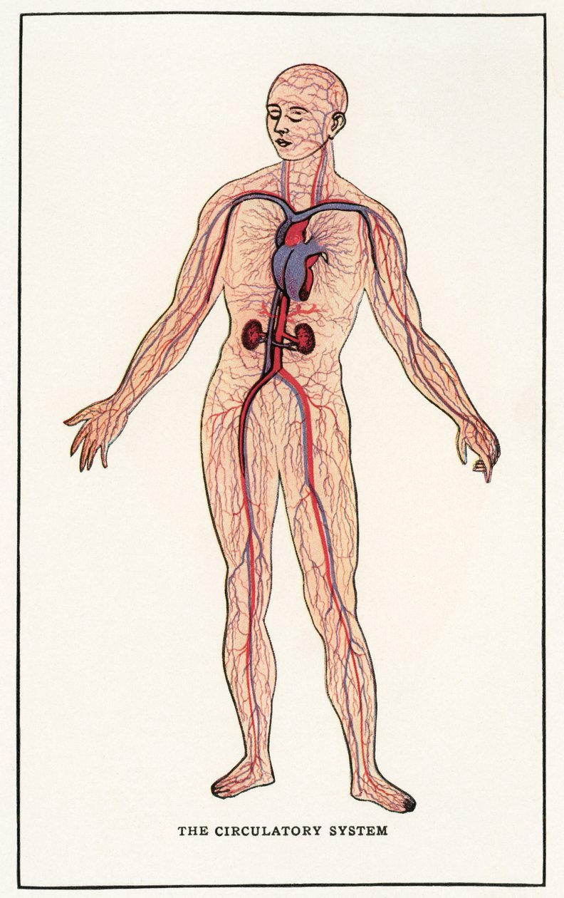 İnsan Dolaşım Sisteminin Vintage Anatomik Baskısı by American School