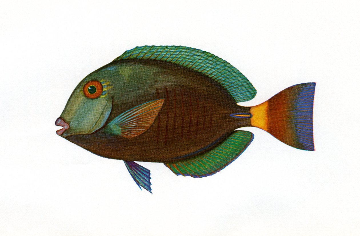 Kahverengi Surgeonfish Vintage Baskı by American School