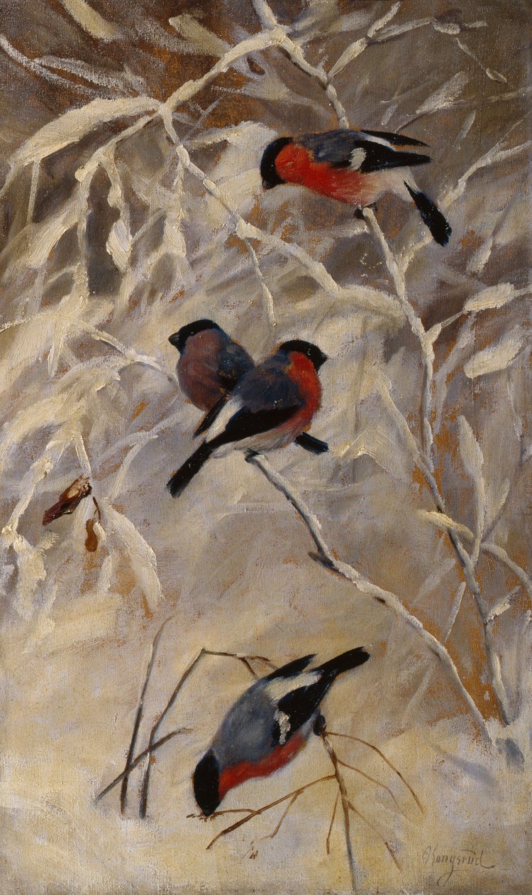 şakrak kuşları by Anders Kongsrud