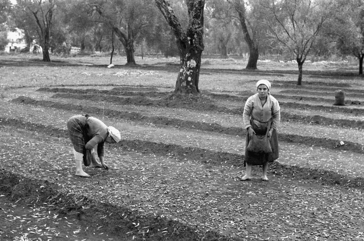 Zeytin toplayıcıları by Ando Gilardi