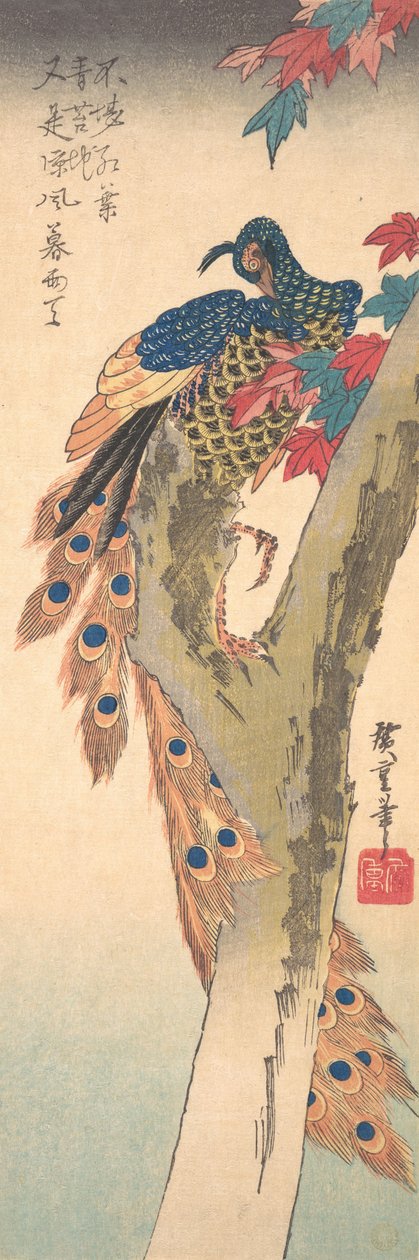 Bir Akçaağaç Üzerine Tünemiş Bir Tavus Kuşu, M.Ö. 1833., yaklaşık 1833. by Ando Hiroshige