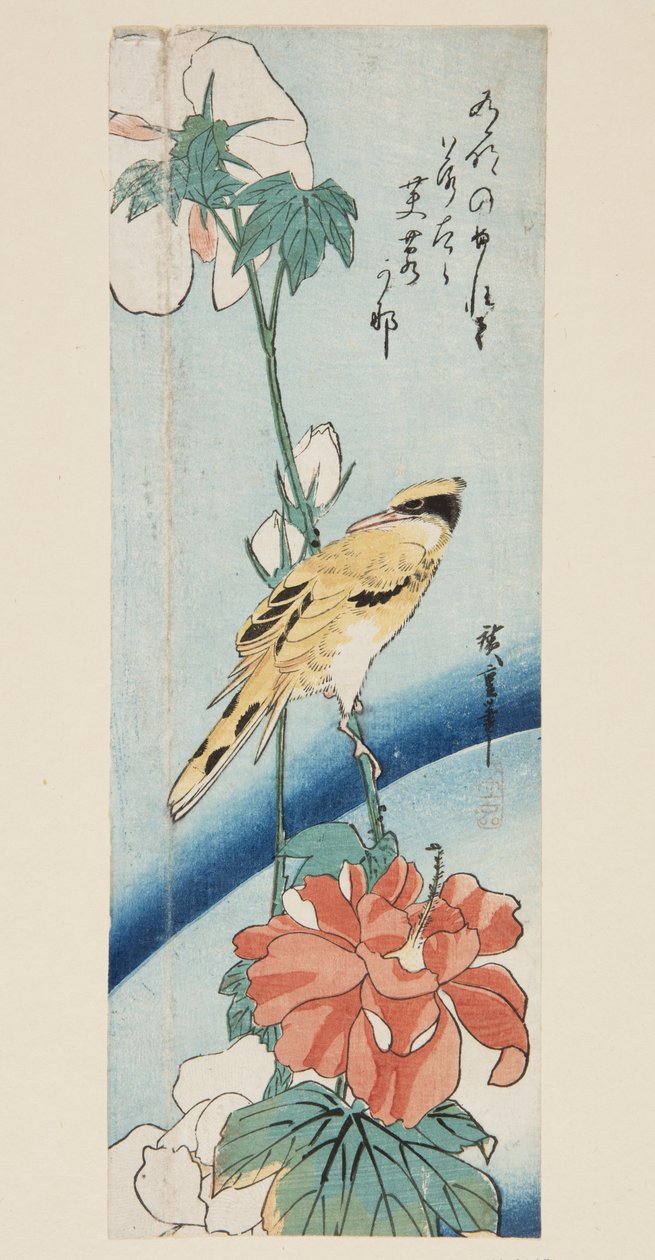 Hibiscus ve Black-enseped Oriole (renkli tahta baskı) by Ando or Utagawa Hiroshige