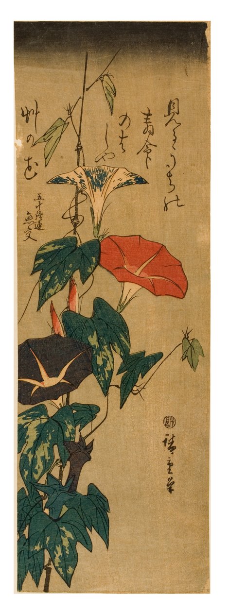 Morning Glories, c.1843-47 (kağıda tahta baskı) by Ando or Utagawa Hiroshige