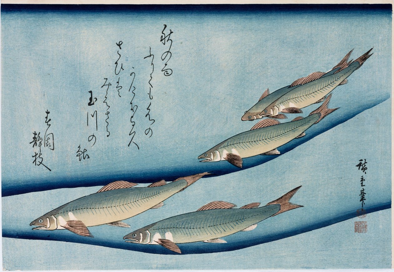 Rivertrout", "Balık Koleksiyonu" serisinden by Ando or Utagawa Hiroshige