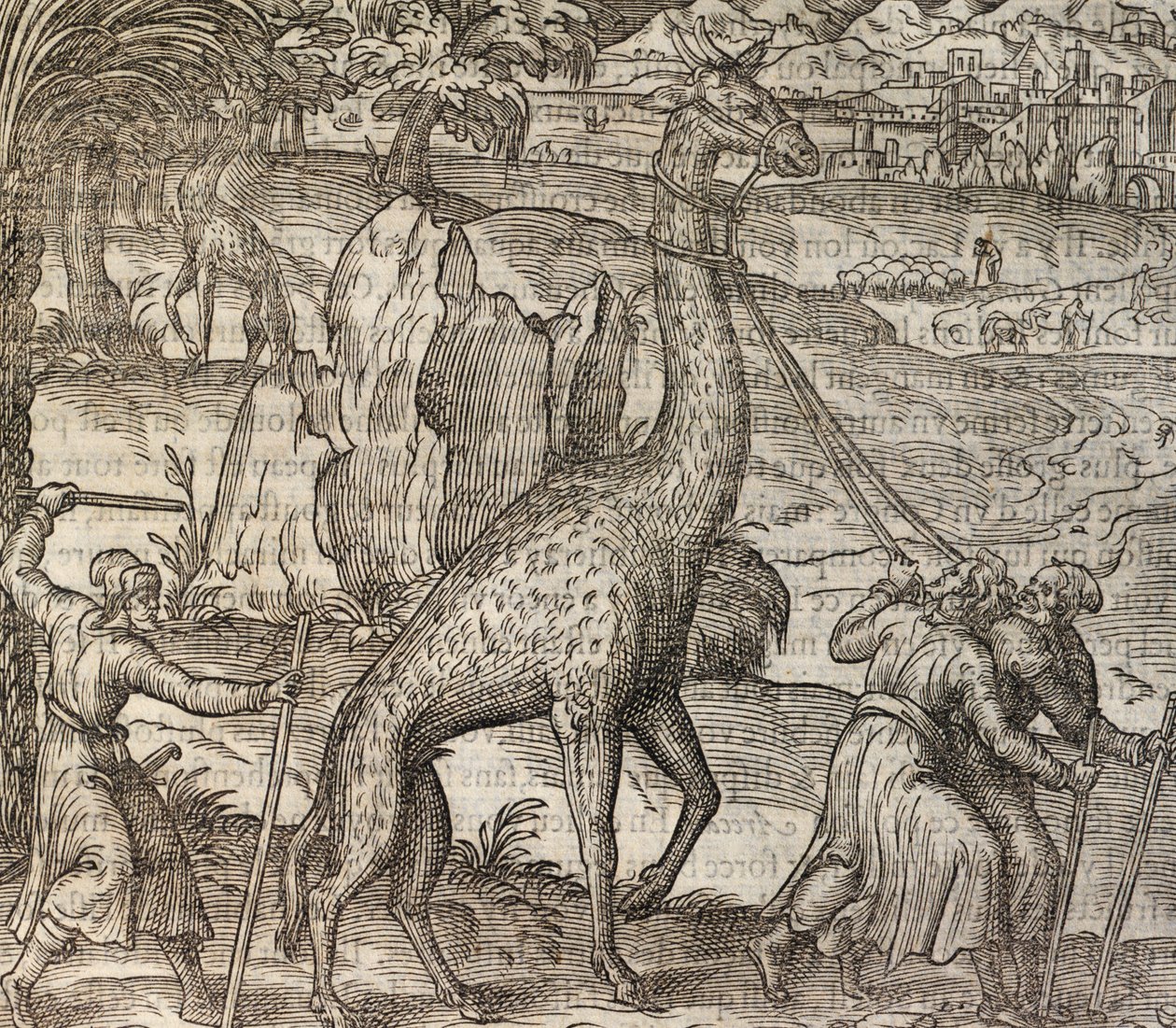 Zürafa, Cosmographie Universelle