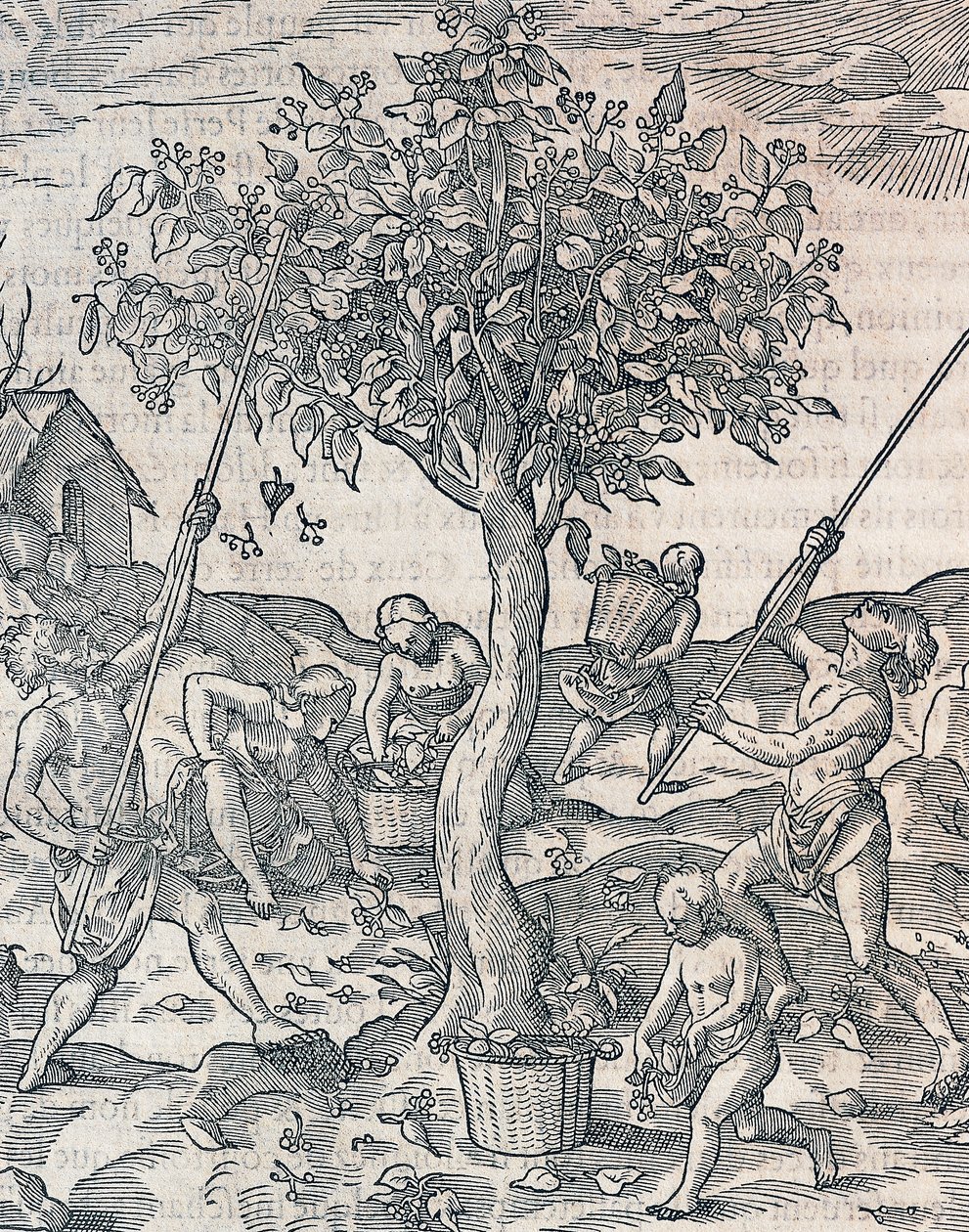 Java adasında biber hasadı, Andre Thevet (1504-1592), Paris tarafından Universal Cosmology