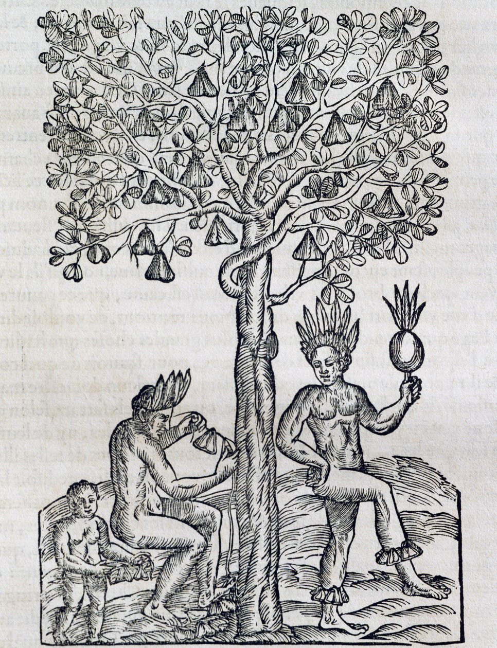 Nana meyvesi, tropikal şifalı bitki, Universal Cosmology