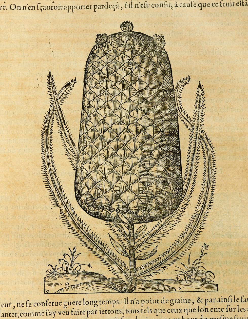Ananas (ananas comosus), gravür Andre Thevet by Andre Thevet
