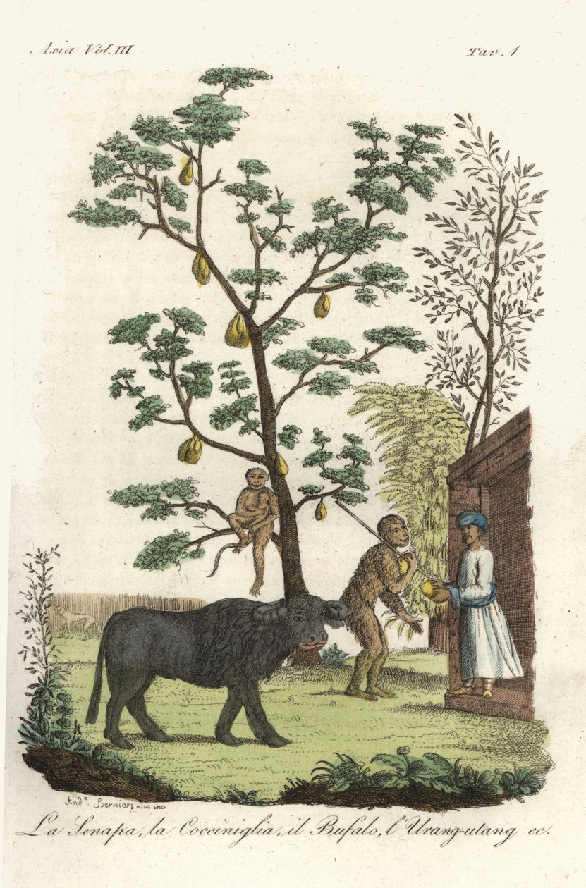Cochineal böcekleri, jackfruit ağacı, manda ve orangutan ile hardal bitkisi. Giulio Ferrario'nun Eski ve Modern Kostümleri, Flo'dan Francois Solvyns'in ardından Andrea Bernieri tarafından çizilmiş ve oyulmuş elle boyanmış bakır levha by Andrea Bernieri