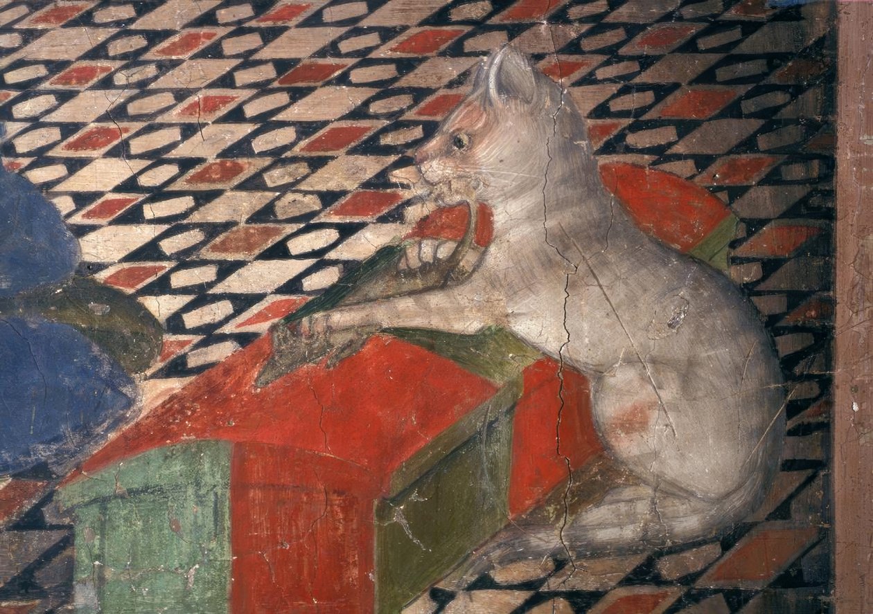Atri, katedral, kedi / A.Delitio by Andrea Delitio