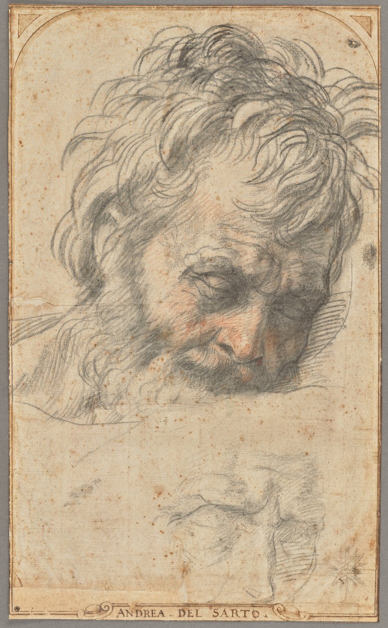  by Andrea del Sarto