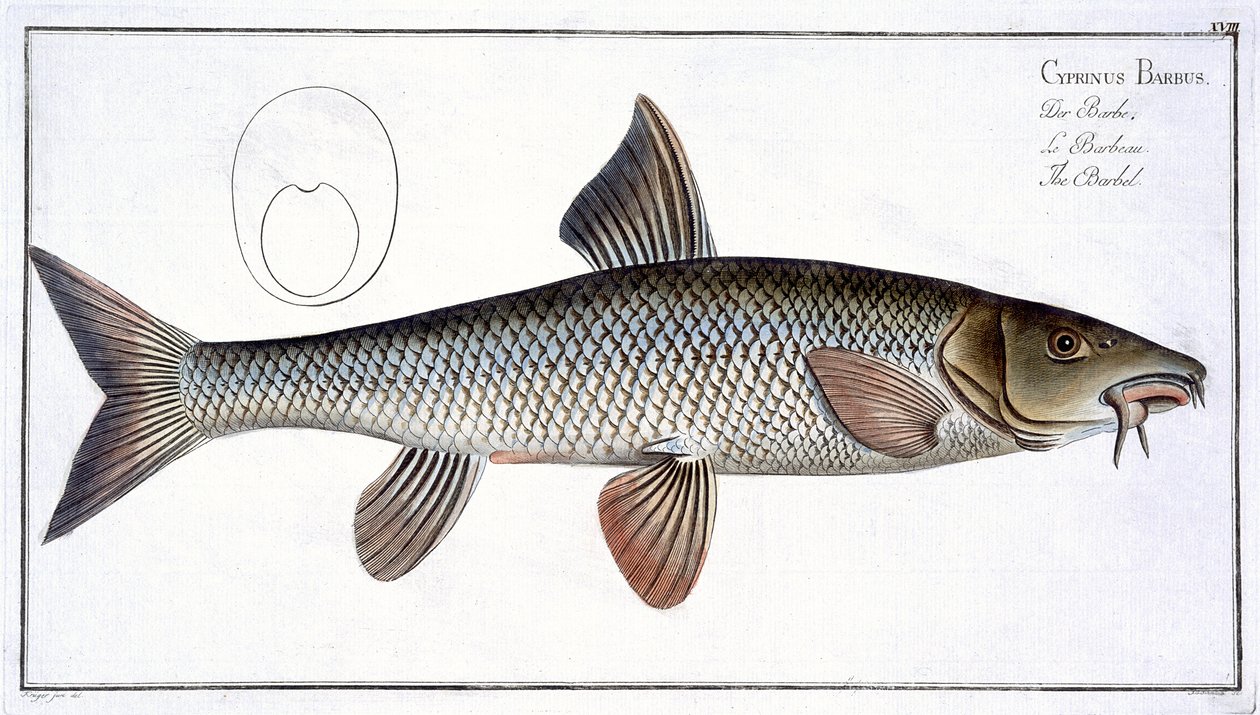 Barbel (Cyprinus Barbus) plakası XVIII, 