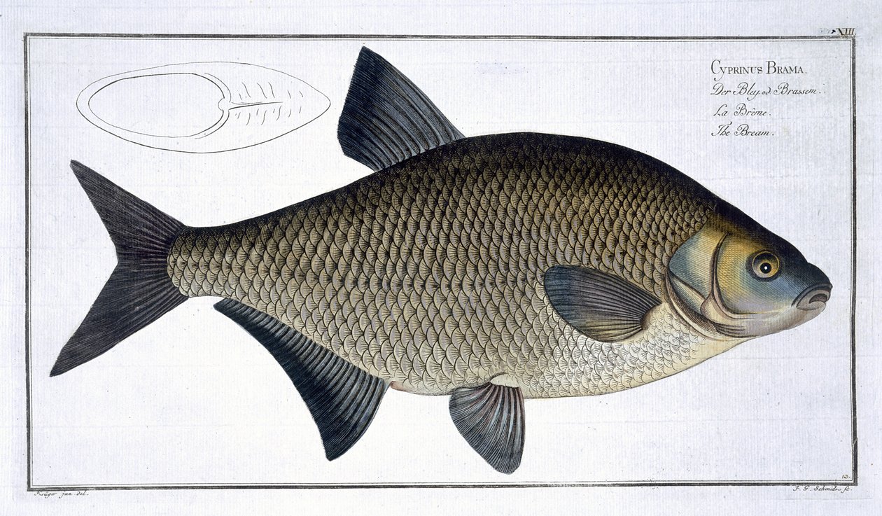 Çipura (Cyprinus Brama) plakası XIII, 
