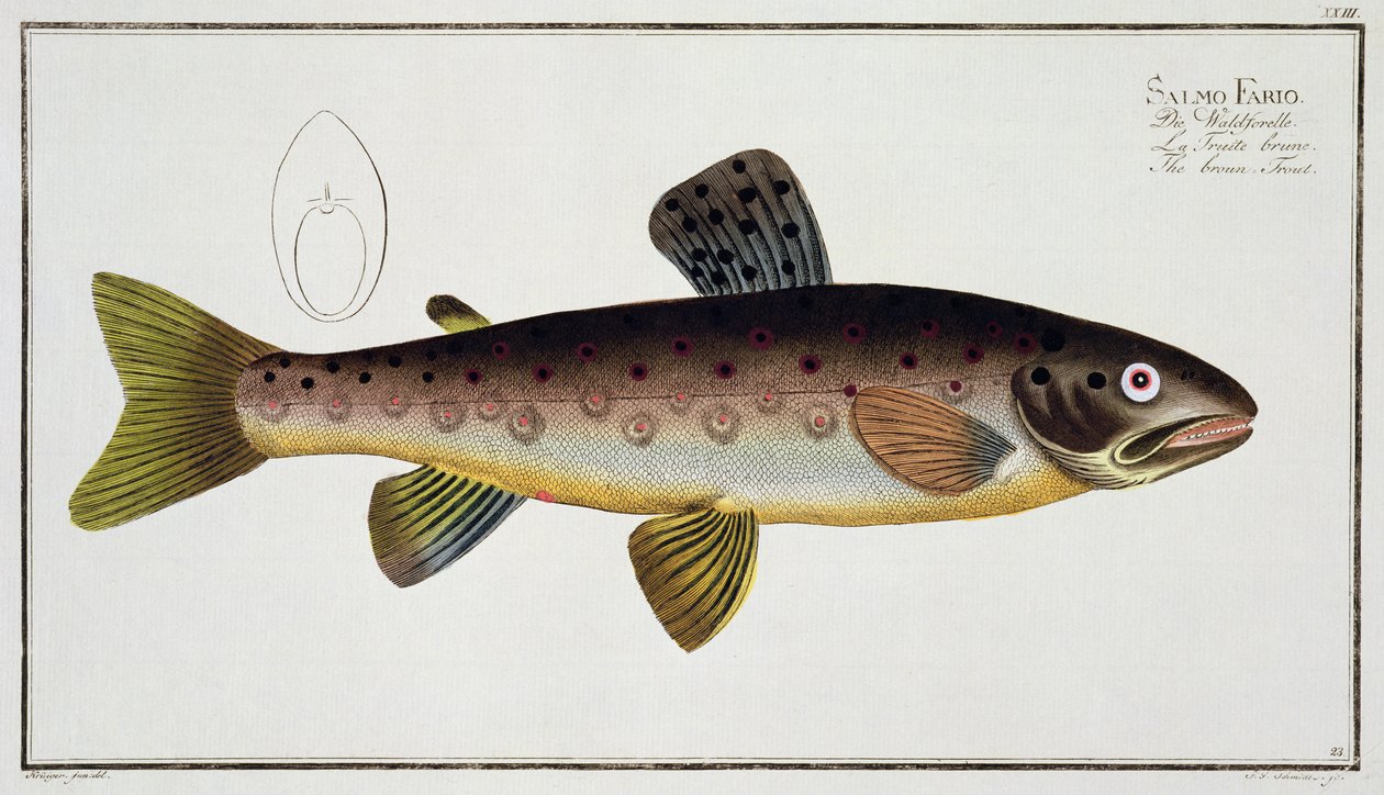 Kahverengi Alabalık (Salmo Iasustris) plakası XXIII, 