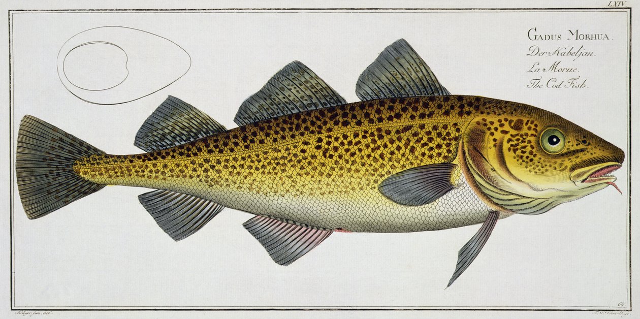 Morina (Gadus Morhua) plakası LXIV 
