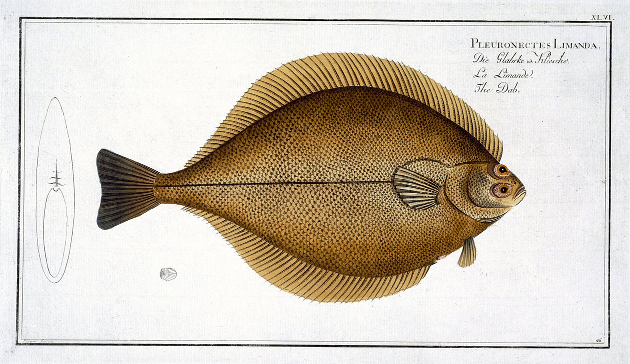 Dab (Pleuronectes Limanda) plakası XLVI, Marcus Elieser Bloch (1723-99), Gabriel Bodenehr (1673-1766), yayın by Andreas Ludwig Kruger