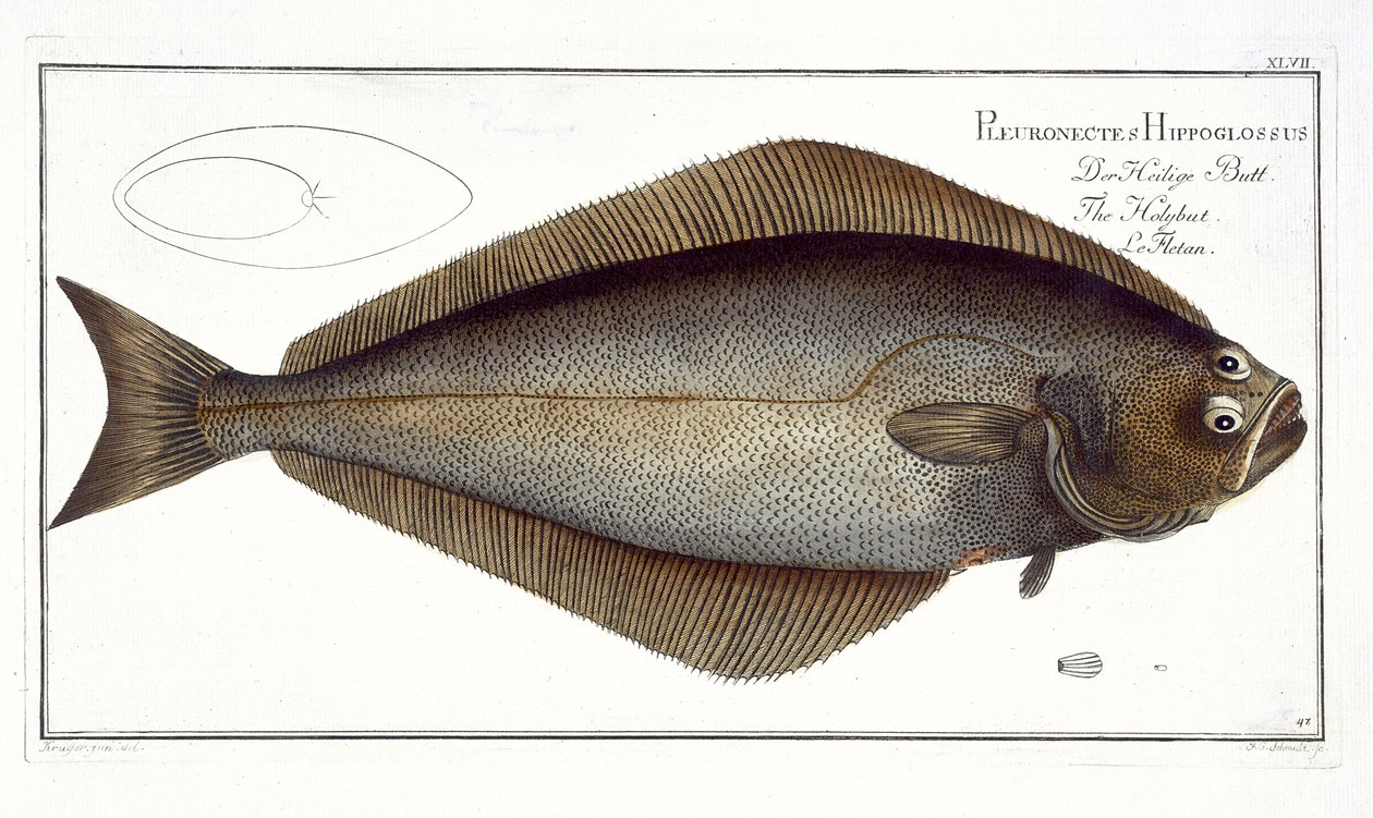 Halibut (Pleuronectes Hippoglossus) plakası XLVII, 