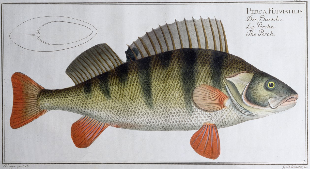 Levrek: Black tarafından yayınlandı, c.1790 (baskı) by Andreas Ludwig Kruger