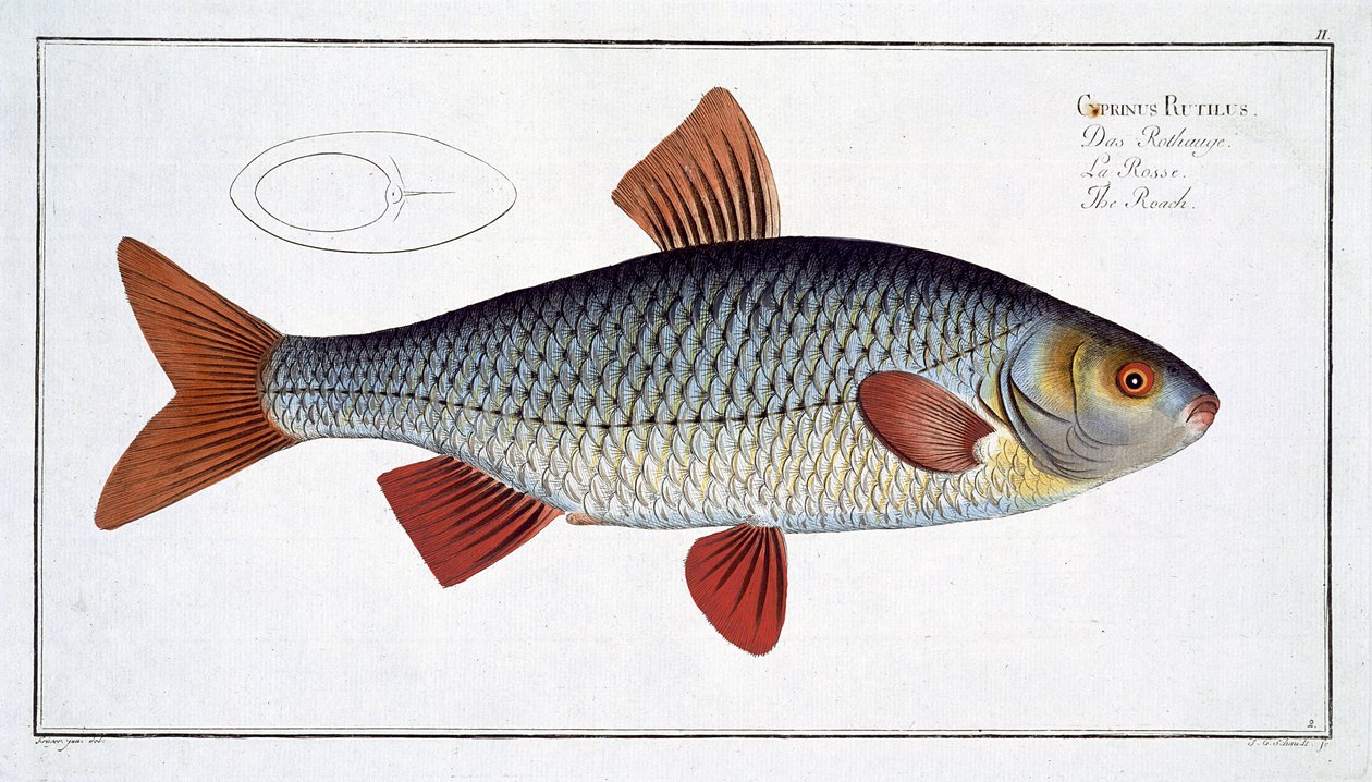 Marcus Elieser Bloch (1723-99) tarafından 
