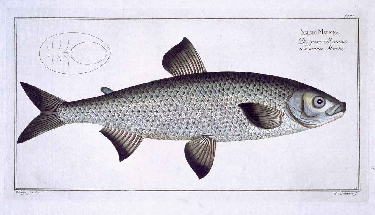 Salmon (Salmo Maraena) plate XXVII from 