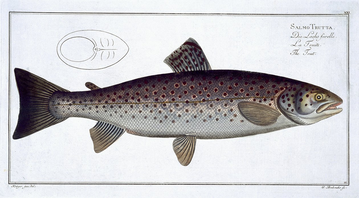 Marcus Elieser Bloch (1723-99), Gabriel Bodenehr (1673-1766) tarafından oyulmuş 