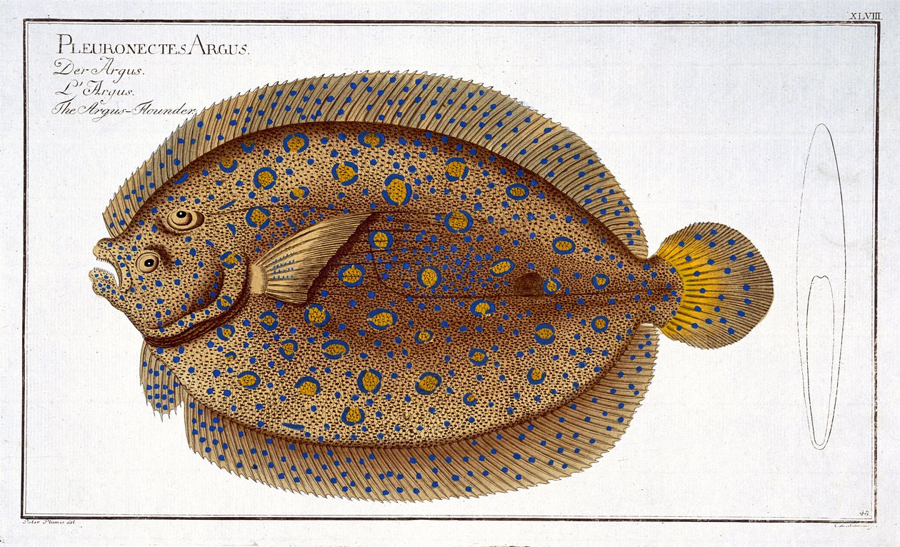 Argus Flounder (Pleuronectes Argus) plakası XLVIII, 