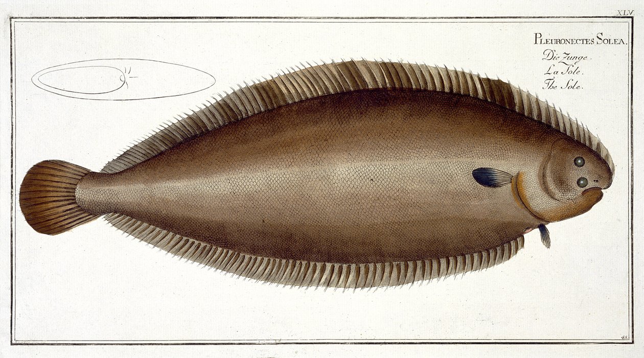 Dover Sole (Solea Solaea) plakası XLV, 'Ichthyologie, ou histoire naturelle generale et özel des poisson', Marcus Elieser Bloch (1723-99), Gabriel Bodenehr (1673-1766), tarafından oyulmuş by Andreas Ludwig Kruger