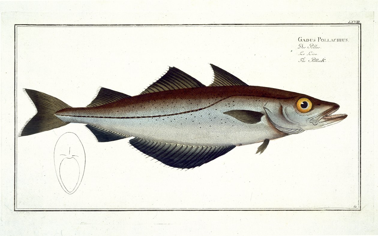Pollack (Pollachius pollachius) plakası LXVIII, 