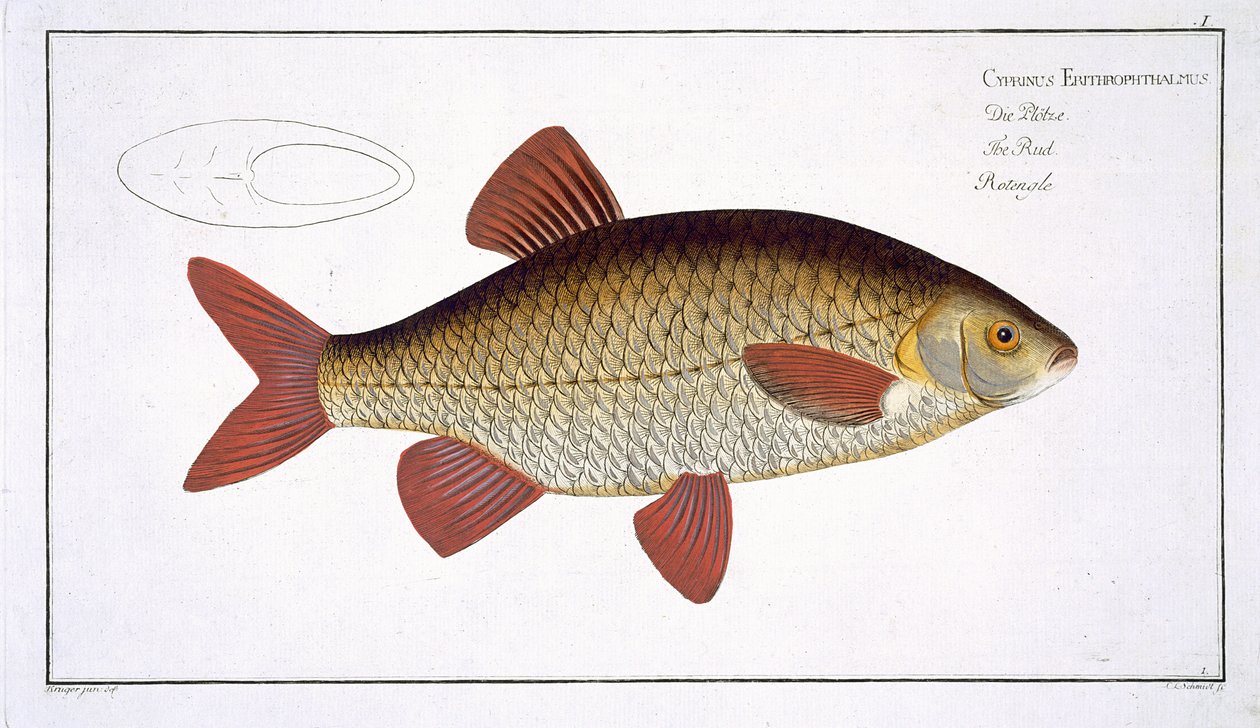 Kızıl Sazan (Cyprinus Erithrophthalmus) Ichthyologie, ou histoire naturelle generale et özellikle des poisson